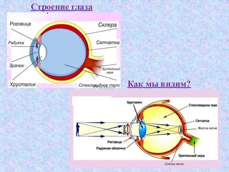 Какой мозг воспринимает информацию от органов зрения