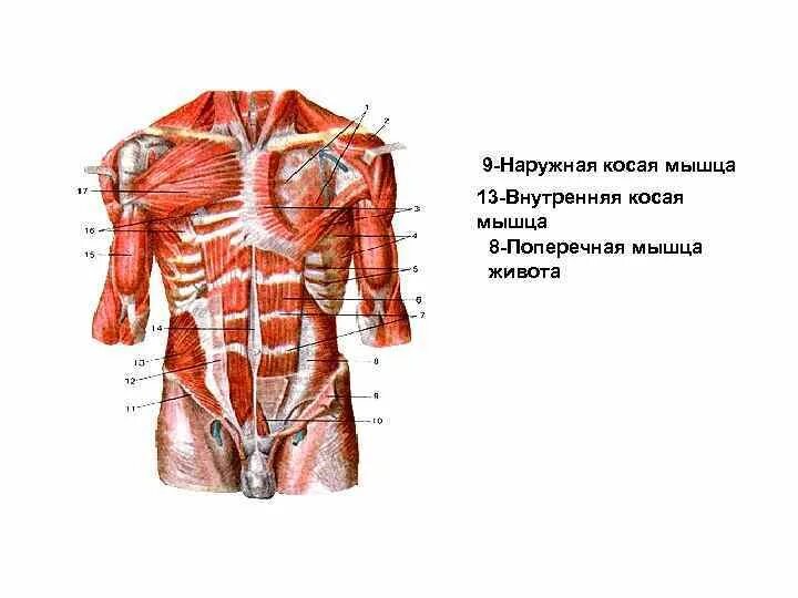 Мышцы и фасции живота. Наружная косая мышца живота фасция. Мышцы туловища наружная косая мышца живота. Наружная косая мышца живота анатомия.