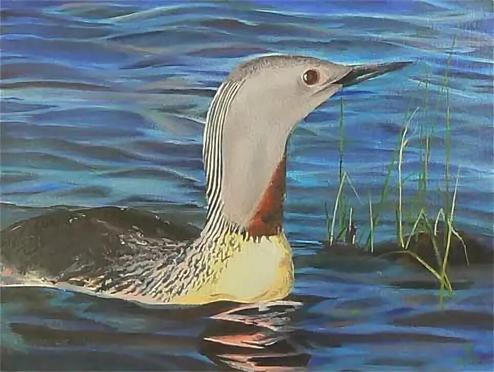 Чернозобая гагара красная. Гагара песня. Гагара песня. Гагара песня. Васильева гагара.