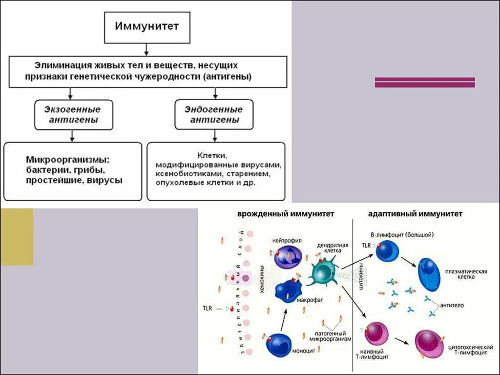 Иммунный читать. Механизм врожденного иммунитета схема. Схема формирования врожденного иммунитета. Схема иммунного ответа врожденного и приобретенного иммунитета. Приобретенный иммунитет схема иммунного ответа.