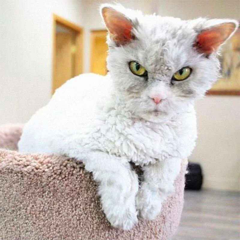 Популярный кот. Сноу-шу кошка. Манчкин кот. Популярный кот. Грампи кэт порода.