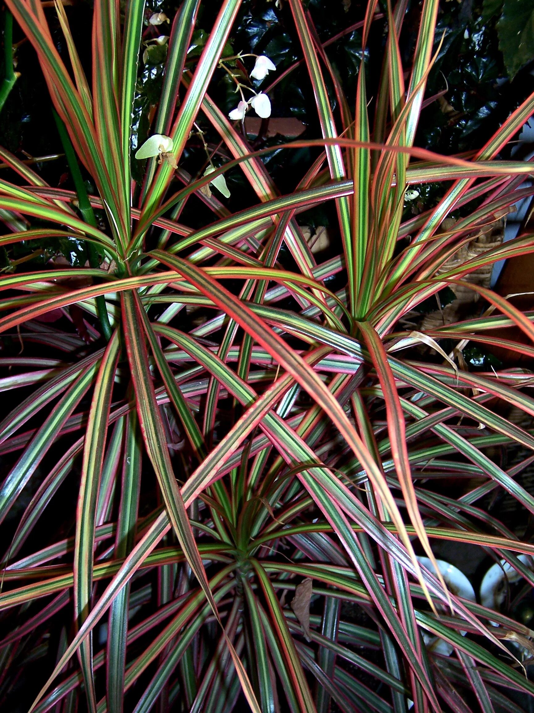 Цветок драцена. Драцена окаймлённая. Dracaena marginata Tricolor. Драцена окаймлённая ма. Пальма Драцена окаймленная.