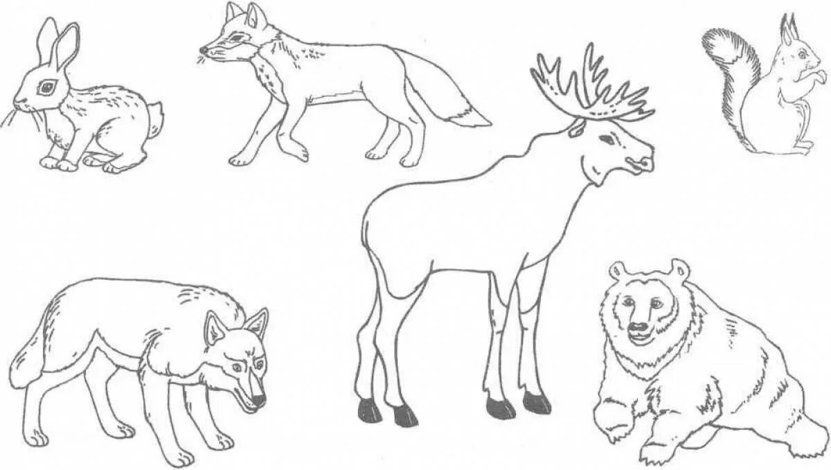 Животные группами раскраски. Раскраска "Дикие животные". Раскраска Лесные животные. Дикие животные раскраска для детей. Раскраска животные леса.