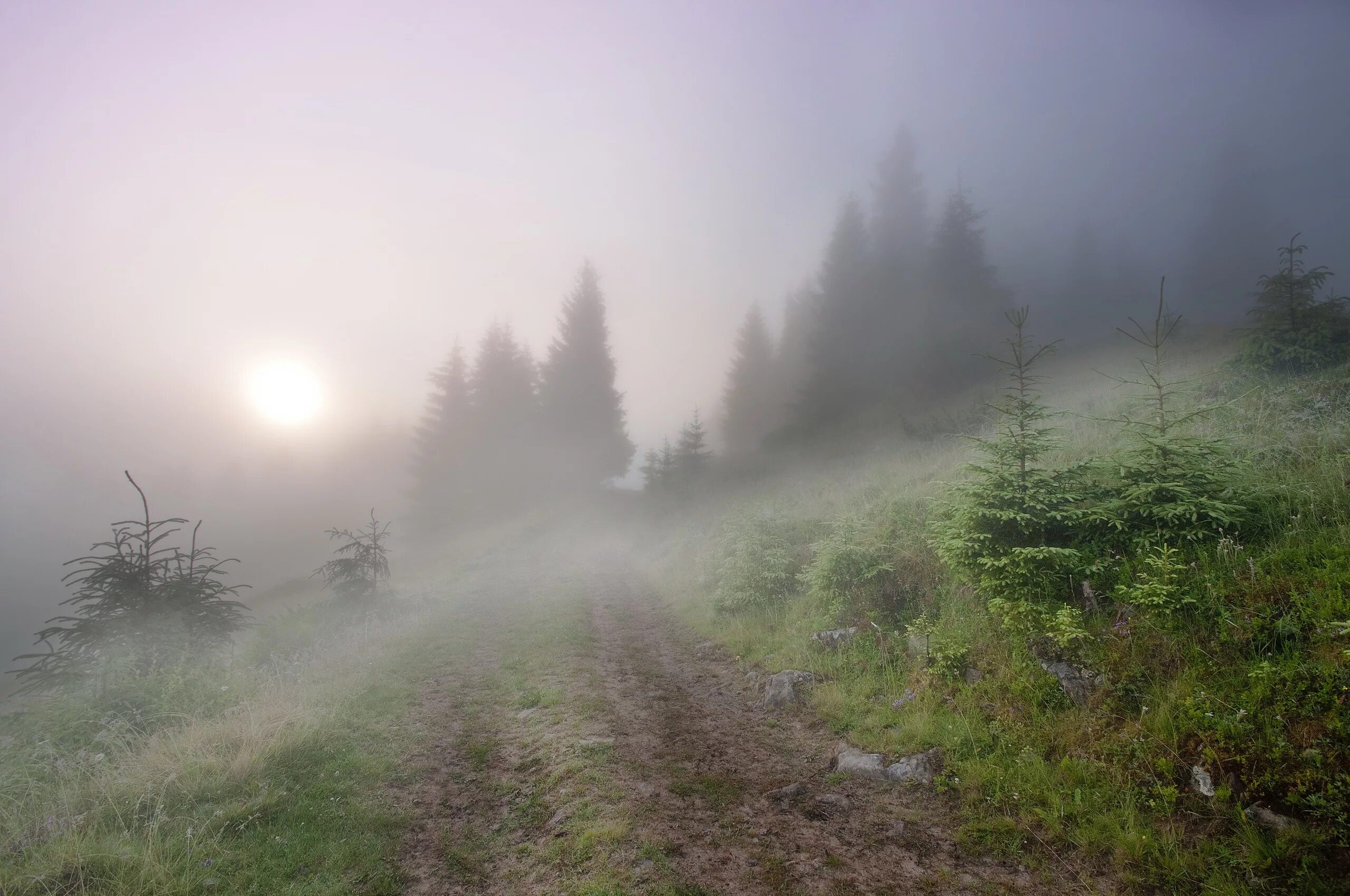 Стелется пелена. Природа туман. Туманный пейзаж. Красивые пейзажи с туманом. Лес после дождя.