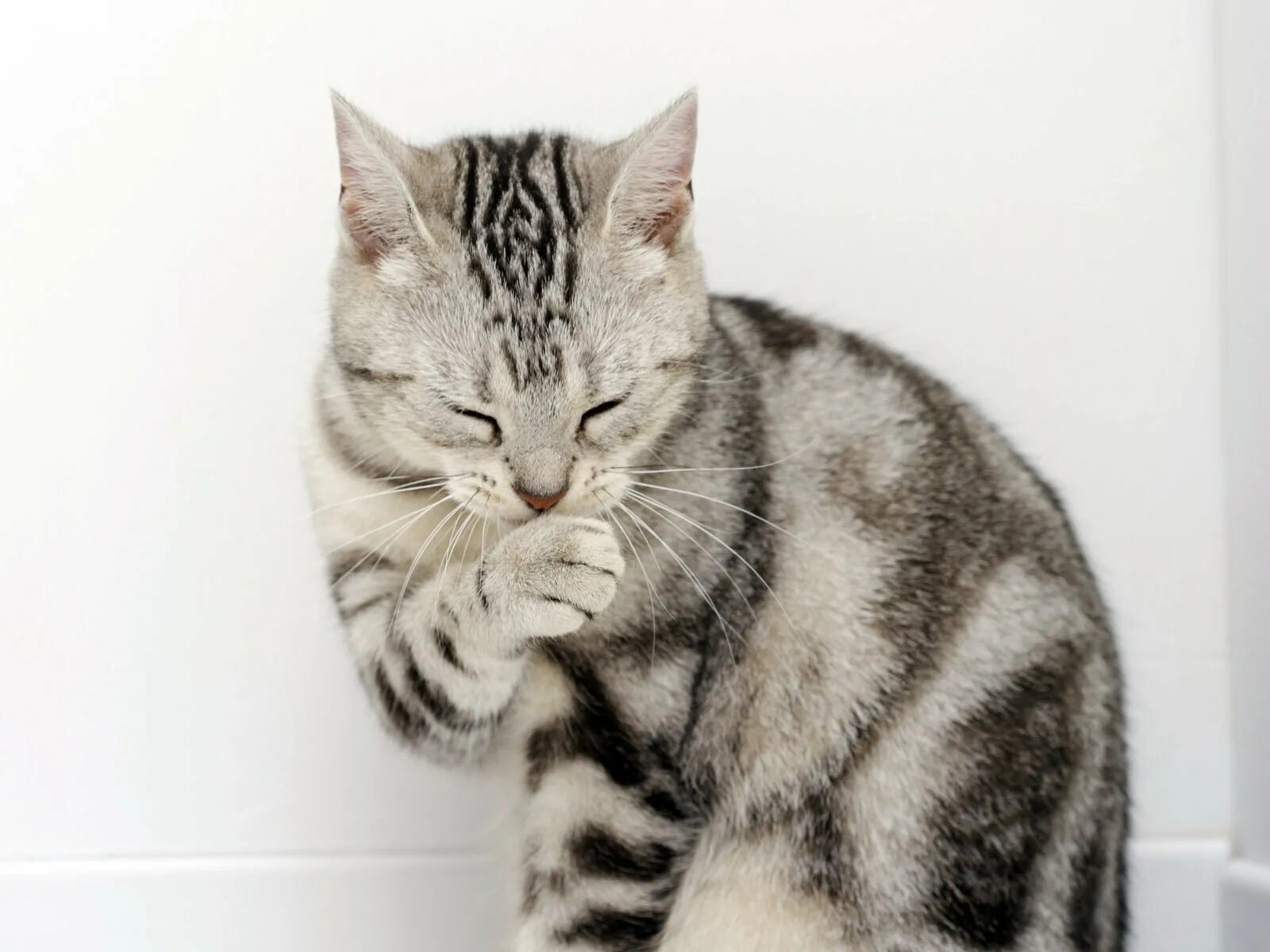 Кот лапкой морду умывает. Кошки. котенок умывается. котик умывается лапкой. полосатая кошка.