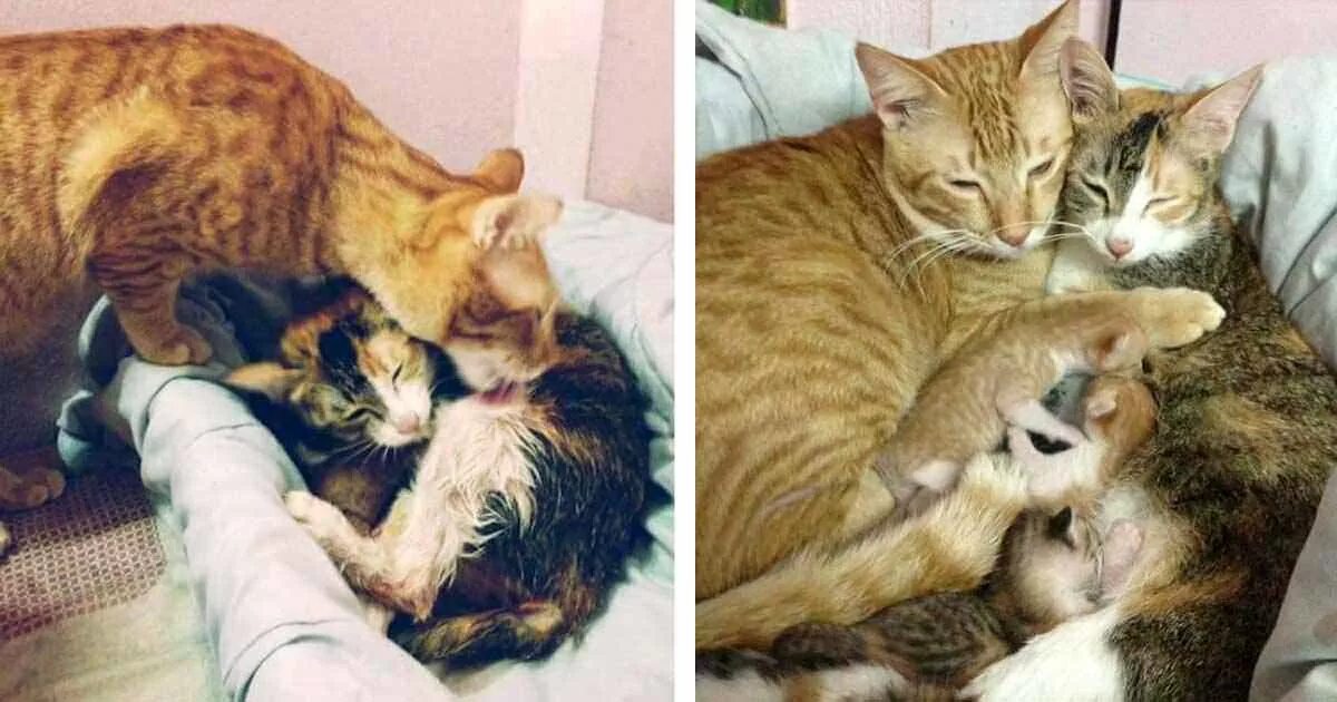 Cat parents. Семья котов. Котята с мамой и папой. Семья с котом. Мама кошка и папа кот.