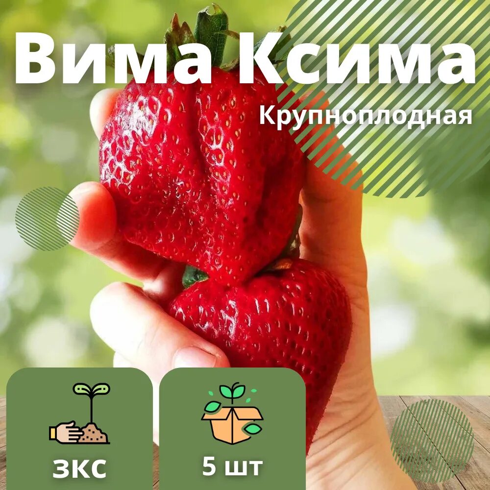 Сорт клубники вима ксима отзывы. Клубника Вима КСИМА. Земляника Вима КСИМА.