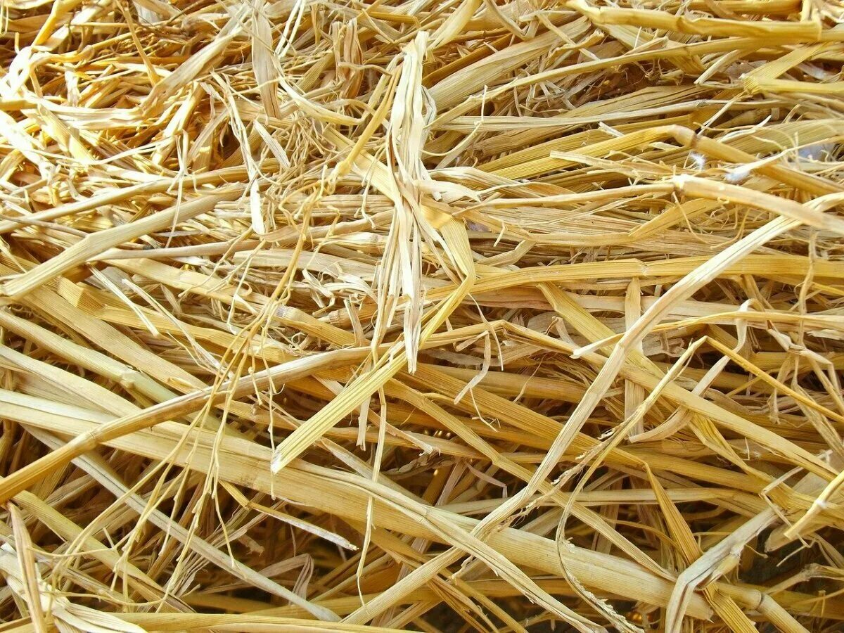 Straw