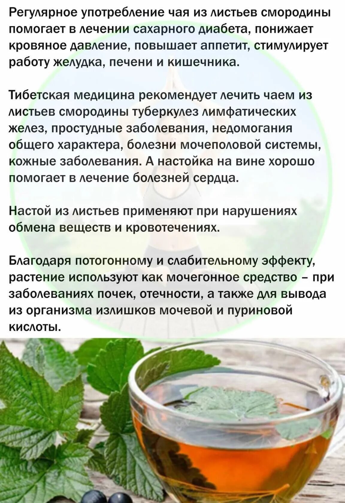 Листья смородины для чая когда лучше собирать. Чай с листьями смородины. чай из листьев смородины. чай из смородиновых листьев. смородина листья полезные свойства.
