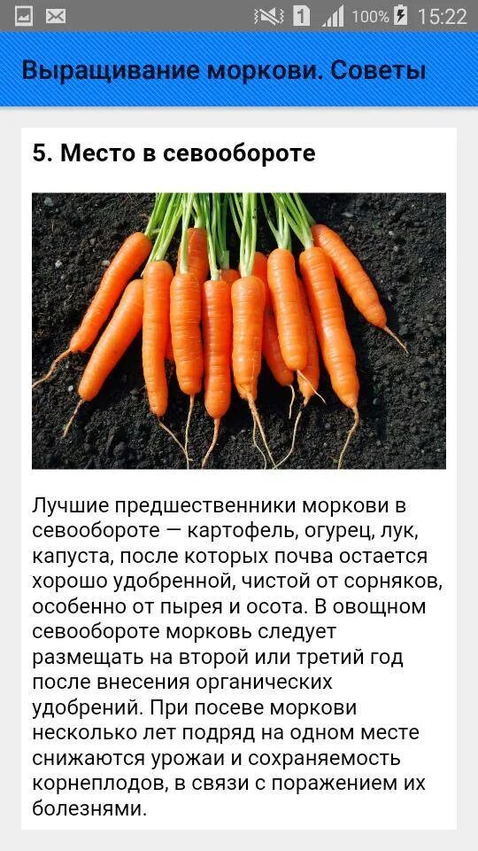 Масса выращенной моркови в 3 раза. Какую лучше сажать морковь. Морковь растет. Как растет морковь. Агротехника возделывания моркови.