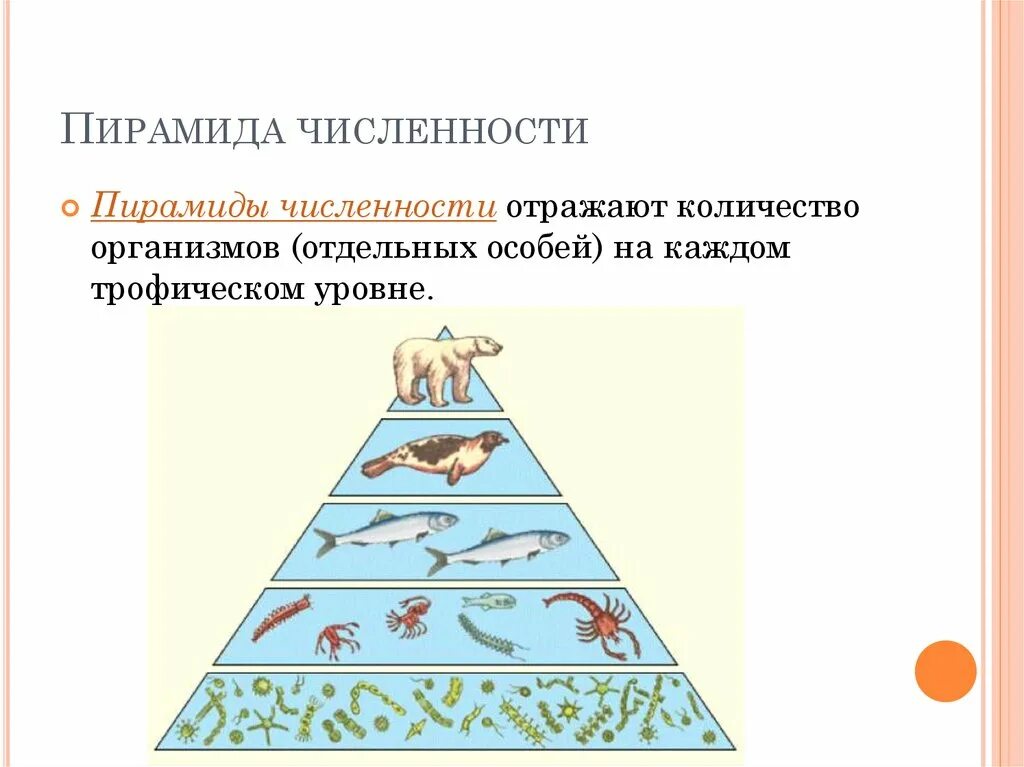 Экологическая пирамида биоценоза. Экологические пирамиды пирамида энергии. Экологическая пирамида биомассы Перевернутая. Пример перевернутой пирамиды биомассы. Правильная пирамида биомассы.