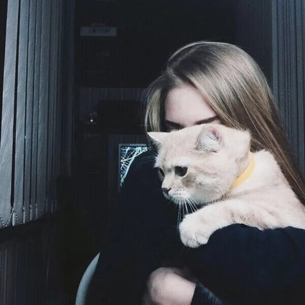Фото на аву для девочек котики Pin on PET