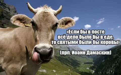 Где есть корова
