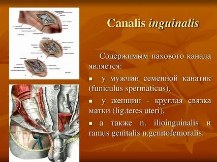 Содержимое пахового канала