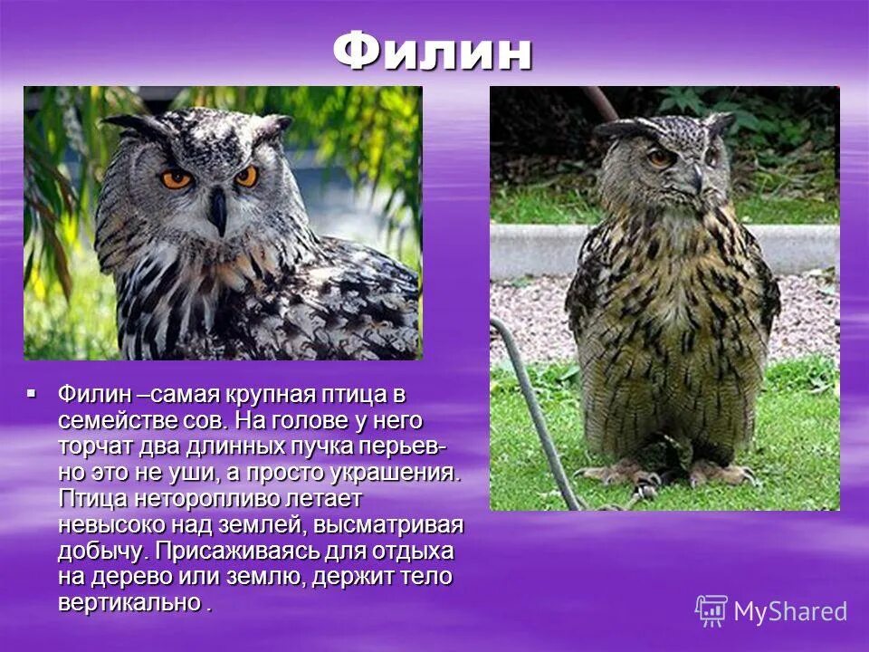 Филин занесен в красную книгу или нет. Редкие животные. филин красная книга. сова красная книга. сообщение о филине.