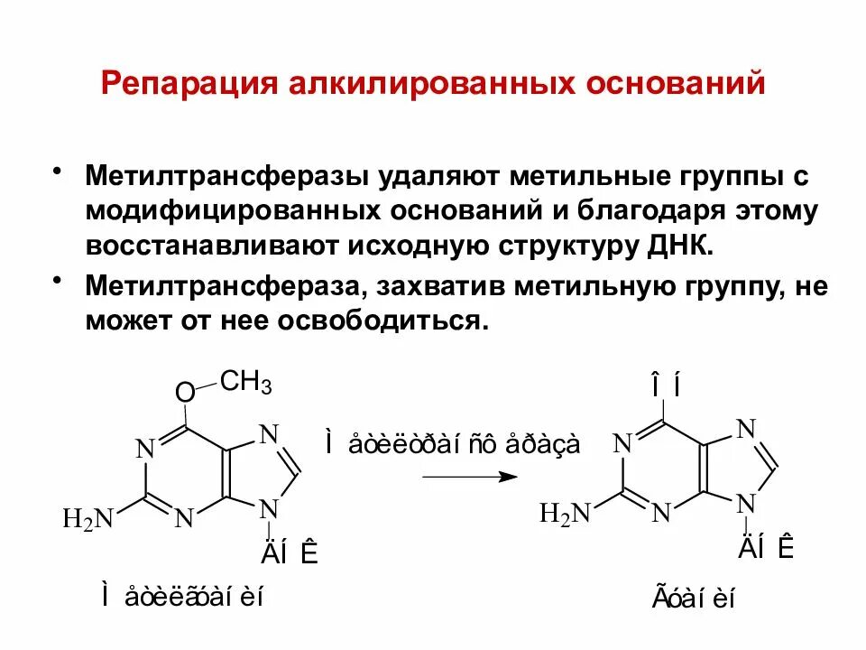 Метилтрансферазы. Формула пиримидиновых азотистых оснований рнк. Аденин гуанин цитозин тимин формулы. 6 оснований днк. Алкилирование азотистых оснований днк.