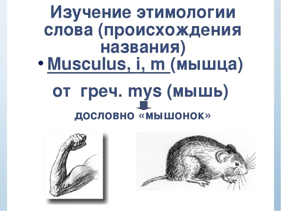 Почему мышь назвали мышью. Мышь на латыни. Мышца от слова мышь. Этимология слова мышь. Слово мышь.