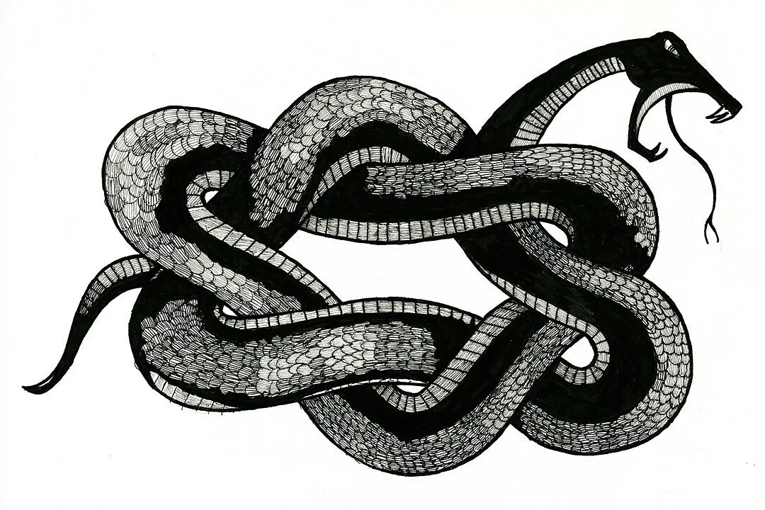 Змея 1 часть. Змея. Змея в узле. Змея Графика. Змеиный узел.
