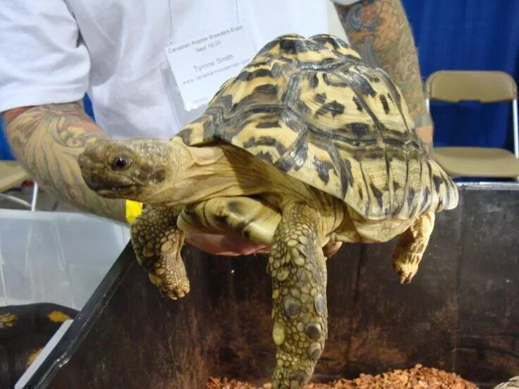 Leopard tortoise