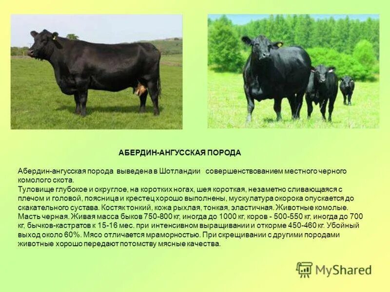 Содержание порода. Вес абердин ангусской породы. абердин-ангусская порода коров вес. крс абердин-ангусской породы характеристика. абердин-ангусская порода быков характеристика.