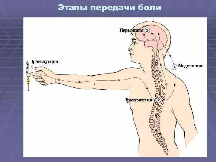 Передача больным. Механизм возникновения боли патофизиология. Физиологическая роль боли. Пути передачи боли. Физиологические основы боли.