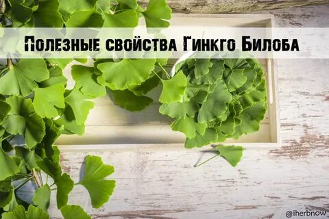 Гинкго билоба что это