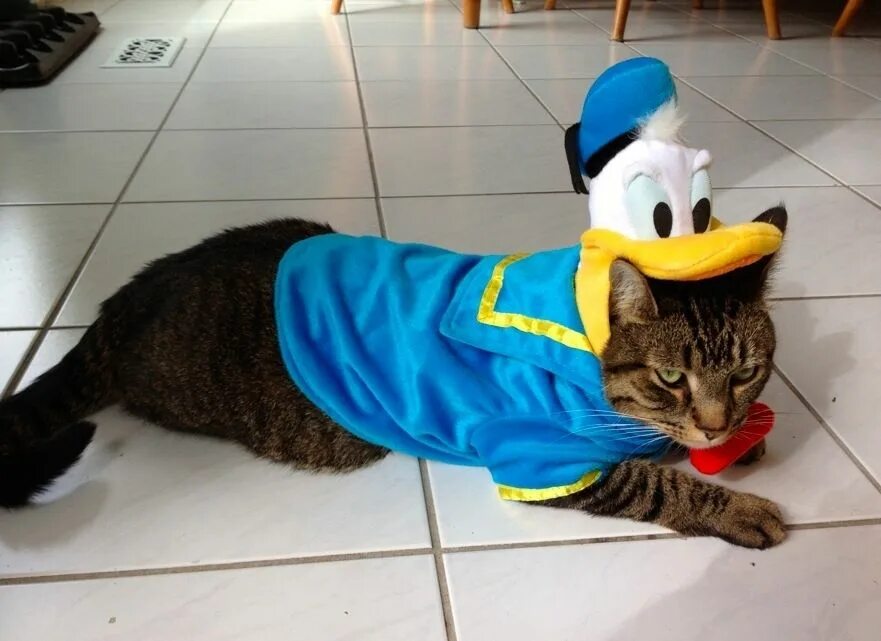 Cat duck. Кот в костюме. Костюм кошки. Костюм для кота смешной. Смешные котики в костюмчиках.