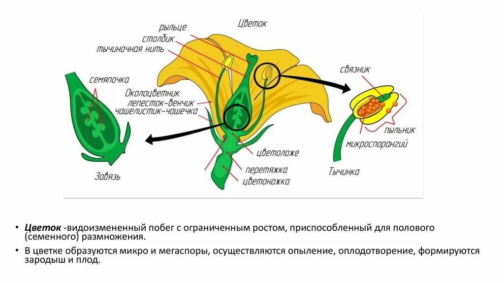 Органы цветок и плод. Органы размножения цветка. Органы цветка оплодотворяется. В тычинках цветка образуется. Цветок плод семя органы служащие для