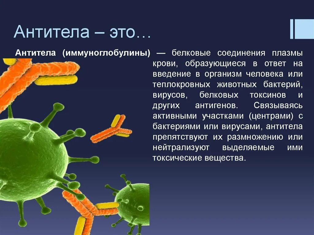 Выработка организмом антител. Антитела (иммуноглобулины): presentation. Как выглядят антитела. Антритеил. Антитела в крови.