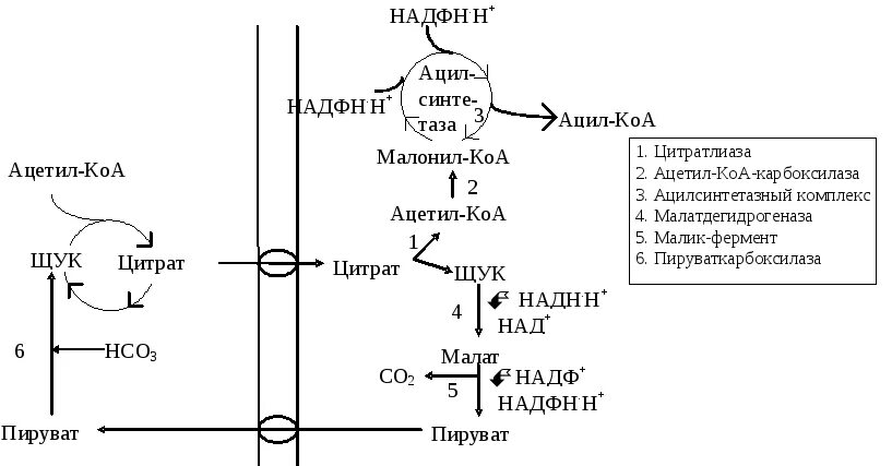 Ацетил коа фермент. Малик фермент Синтез жирных кислот. Синтез жирных кислот ацетоацетил КОА. Ацетил КОА из жирных кислот. Синтез жирных кислот из пирувата.