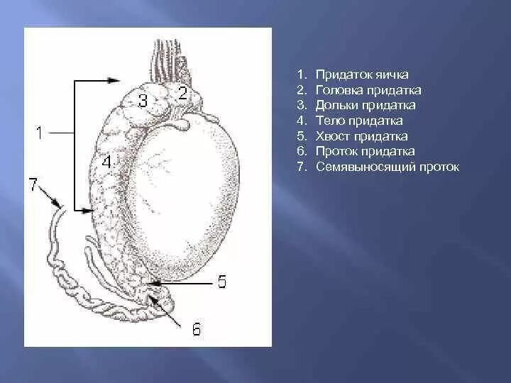 Придаток яичка анатомия строение. Строение семенника анатомия. Наружное строение семенника. Строение придатка яичка. Яички образуют