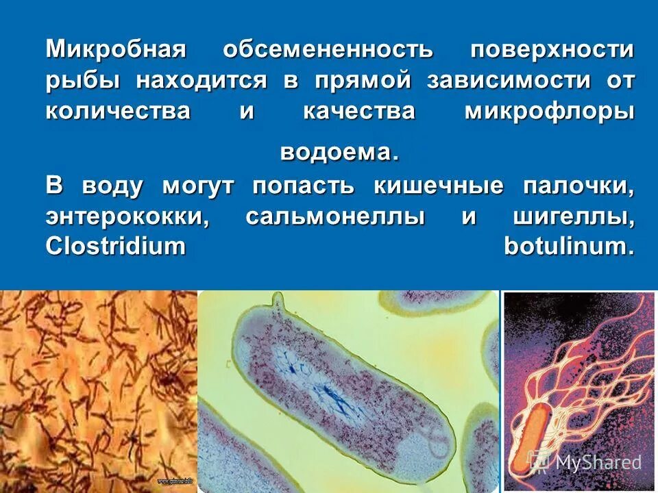 люминесценция бактерий. микрофлора свежей рыбы. какие бактерии в рыбе. какие бактерии в рыбе. какие бактерии в рыбе.