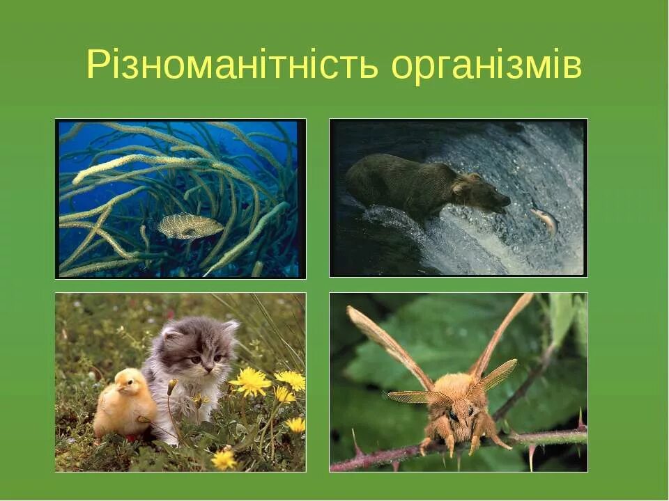 Середовище існування комах. Живі організми. Живі організми. Процеси життєдіяльності живих організмів вивчає. Багатоклітинні тварини.