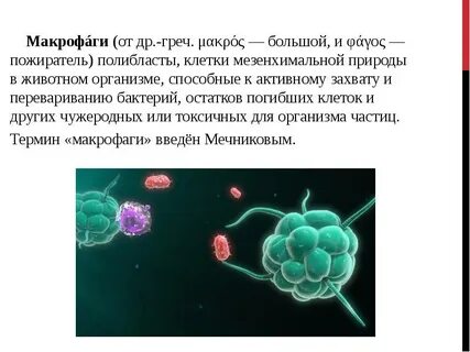 Макрофаги это простыми словами