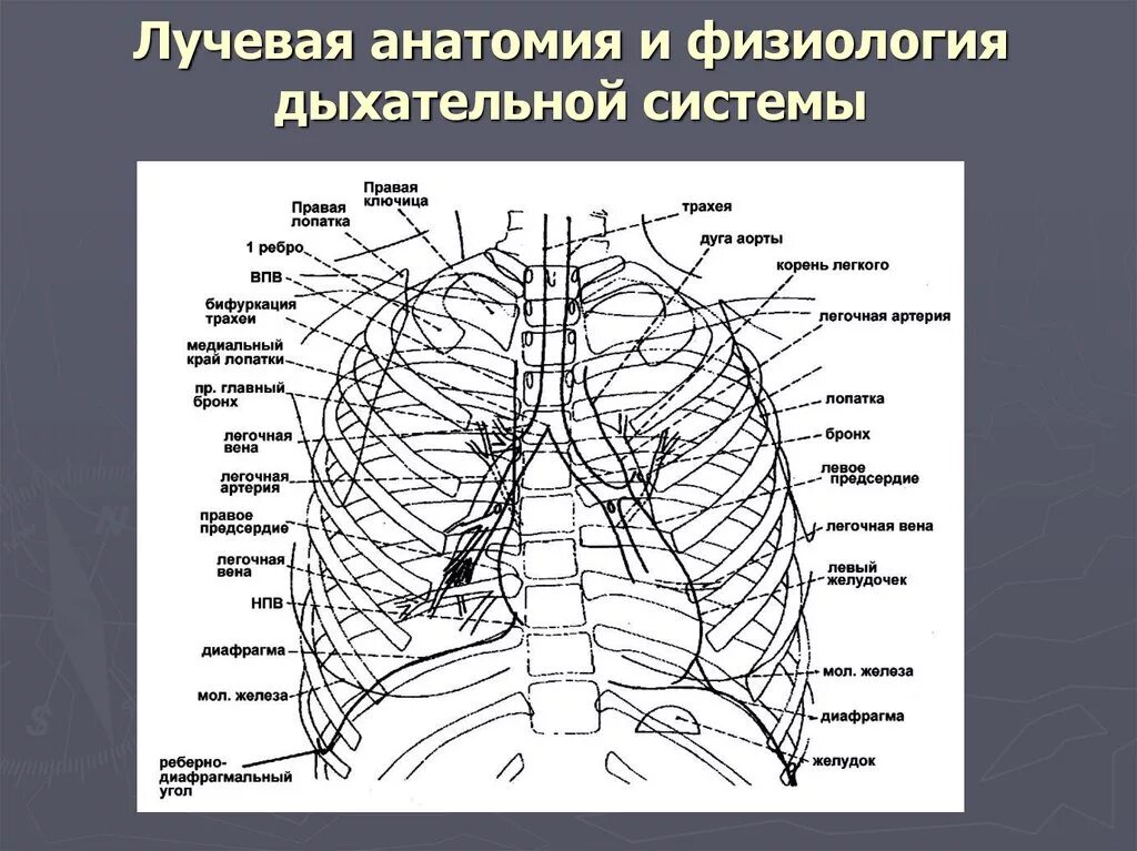 Корни легких структурны что это. Анатомия и физиология дыхательной системы. Лучевая анатомия. Лучевая анатомия легких. Физиология дыхания анатомия.