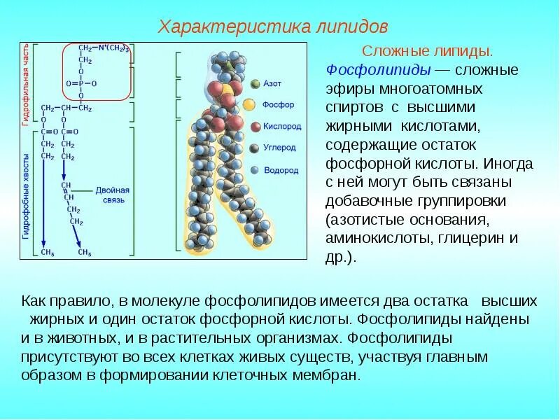 Липиды особенности строения и функции. Схема строения липидов. химическое строение липидов. липиды с фосфорной кислотой. таблица липидов биология 10 класс.