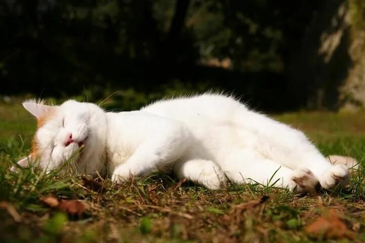 Коты на дзене