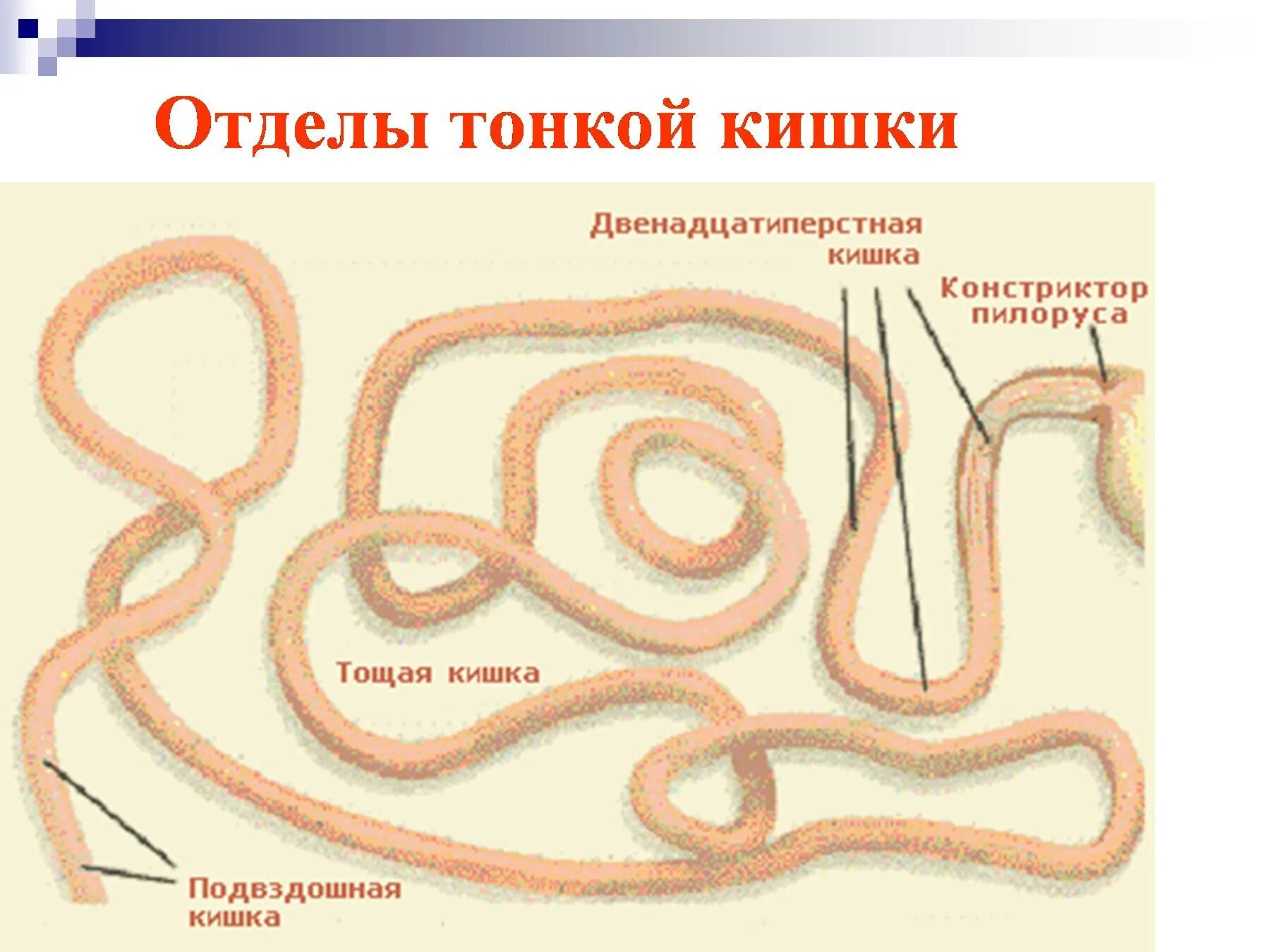 У каких животных короткий кишечник. Тонкий отдел кишечника животных анатомия. Строение тонкого кишечника собаки. Тонкий кишечник собаки анатомия. Тонкий кишечник кошки анатомия.