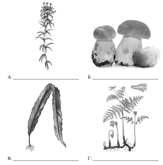 Рассмотрите изображения различных объектов живой. Бурые водоросли, листостебельные мхи, базидиомицеты, Плауновидные. Листостебельные мхи ВПР по биологии. Листостебельные мхи Плауновые бурые водоросли базидиомицеты.