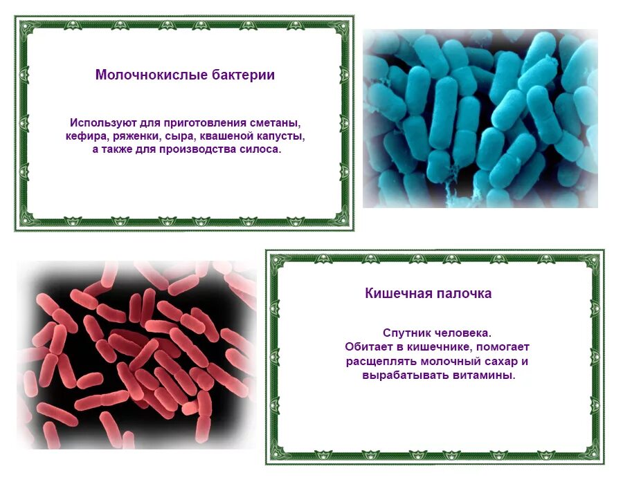 Полезные микроорганизмы. Полезные бактерии. Полезные бактерии названия. Полезные и вредные микроорганизмы.