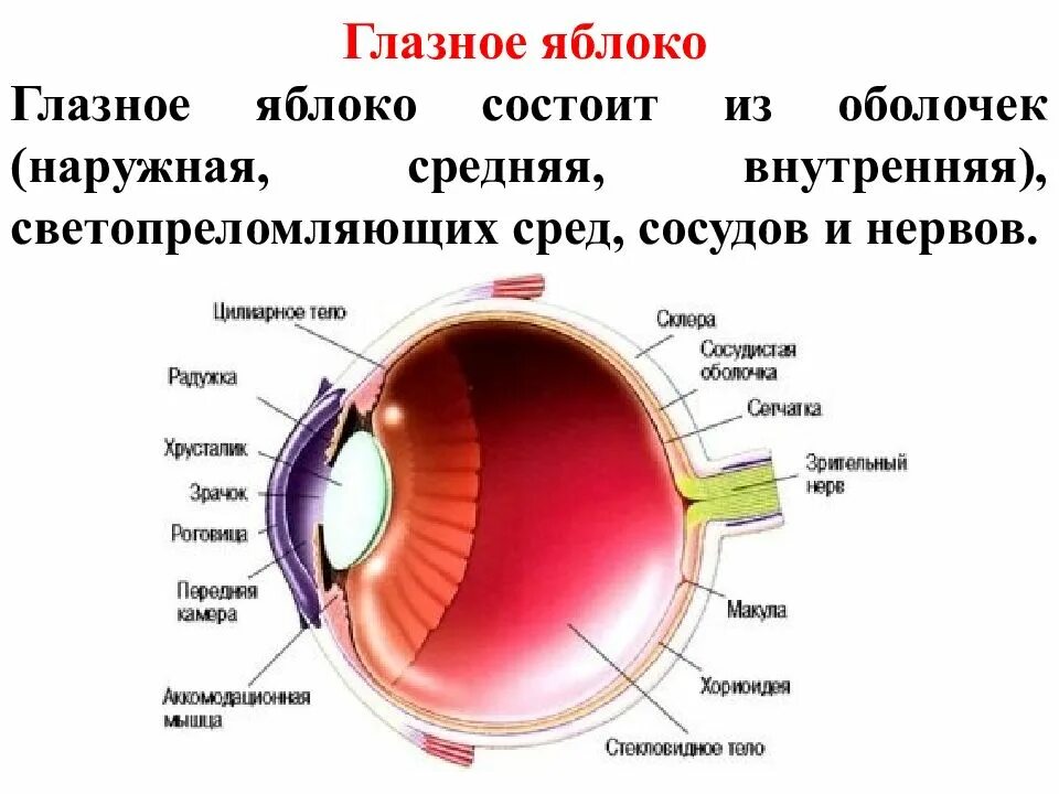 Почему глазное яблоко является органом