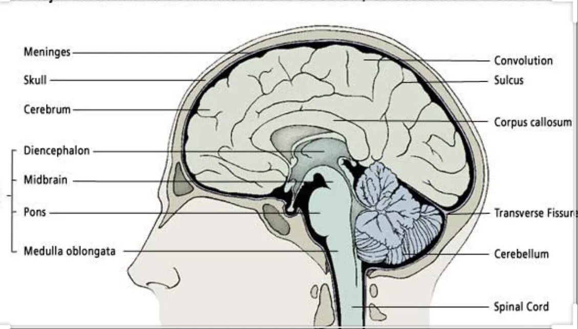 Головной мозг анатомия. Anatomy and functional areas of the Brain. Свод мозга.