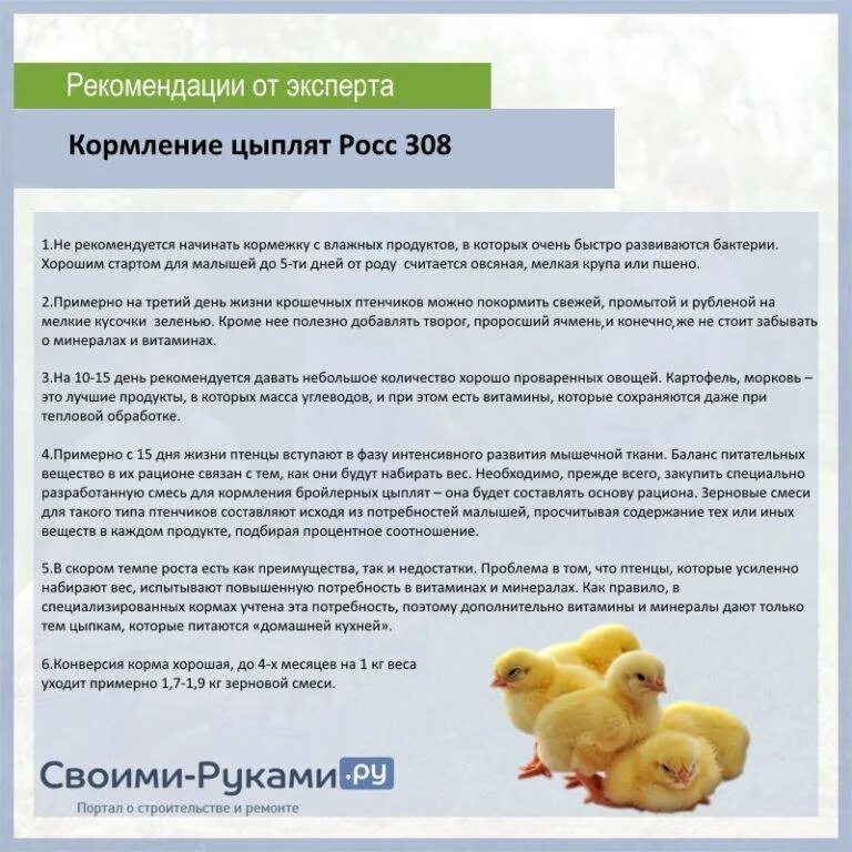 Рацион кормления бройлеров. Кормление бройлеров росс 308 комбикормом. кормление цыплят до 1 месяца. схема кормления цыплят с первых дней жизни. как кормить цыплят в первые дни жизни в домашних условиях бройлеров.