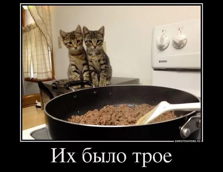 Кот очень плохо ест. Демотиваторы с котами про еду. демотиваторы с котом и надписями. приколы с котами про еду. демотиваторы с котами прикольные с надписями.