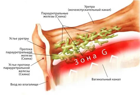 Любую Девушку Можно Довести До Сквирта.