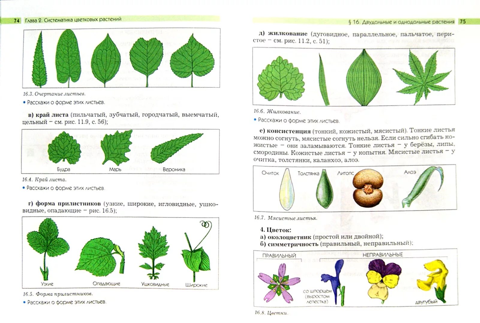 Разнообразие форм листьев. Типы листьев 6 класс. Типы жилкования листьев у растений. Дуговое жилкование листовой пластинки у. Типы листа по форме его листовой пластинки.