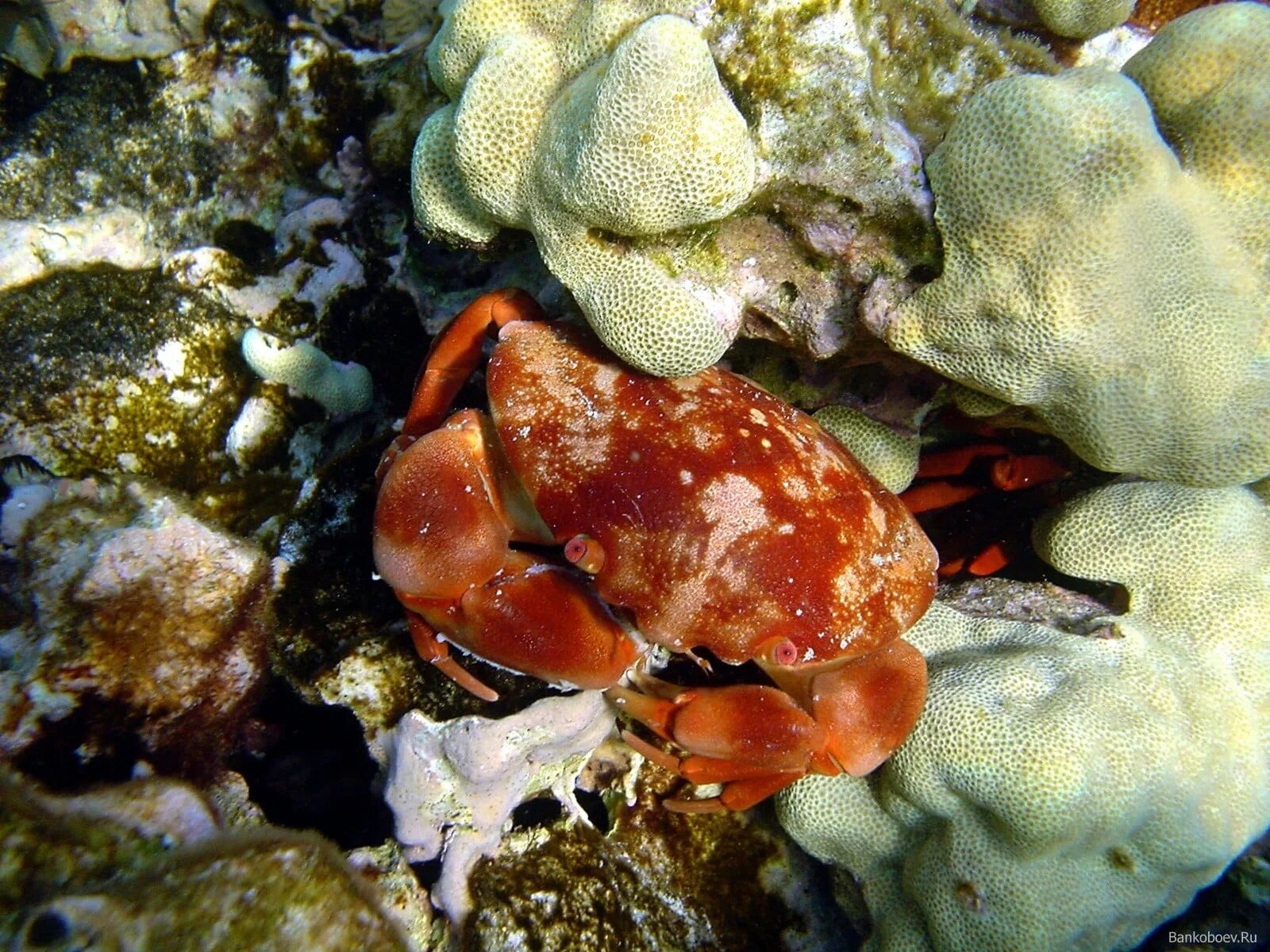 Heterocentrotus trigonarius. Морские обитатели краб. Беспозвоночные морские животные. Морские ракообразные. Краб камень