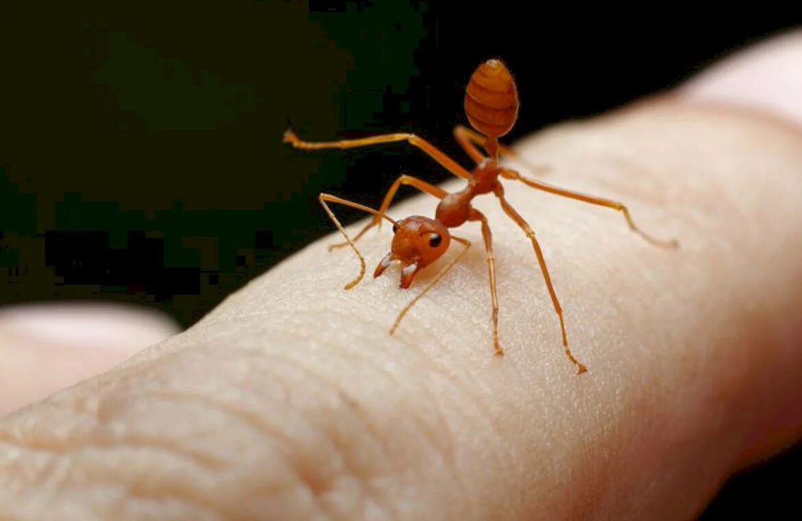 Муравьев заболела. Красный Огненный муравей укус. Укусил красный муравей.