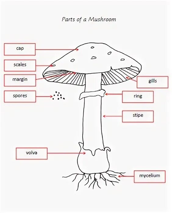 Mushroom Parts. Mushroom Vocabulary. Mashroom Parts. Mushroom Hill строение. Mushroom глагол