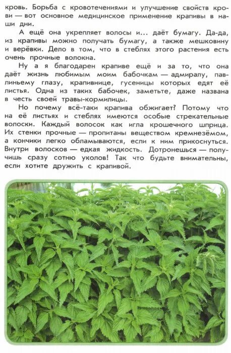 Крапива и розовый куст смысл притчи. Книги о крапиве. крапива зеленые страницы. зеленые страницы краписа. зелёные страницы 2 класс крапива.
